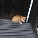 里親さんが決まりました。