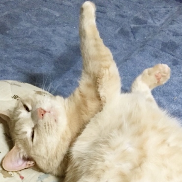 トラの写真