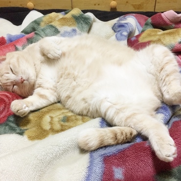 トラの写真