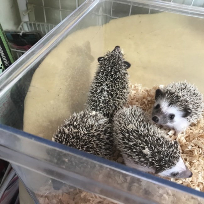 ラリゴフォーティーンのカバー写真