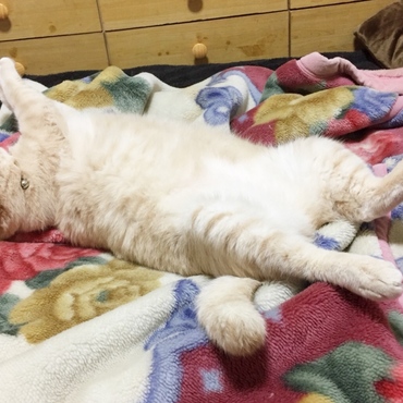 トラの写真