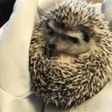 ハリネズミの里親募集中