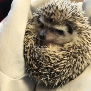 ハリネズミの里親募集中