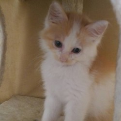 かすやねこ譲渡会 サムネイル2