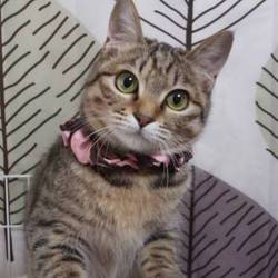 かすやねこ譲渡会 サムネイル3