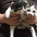 白黒子猫ちゃん☆兄弟☆1匹から譲渡可