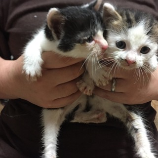 白黒子猫ちゃん☆兄弟☆1匹から譲渡可