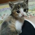 ４月12日生まれの三毛猫さん 