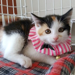 ＊子猫だけの里親会＊