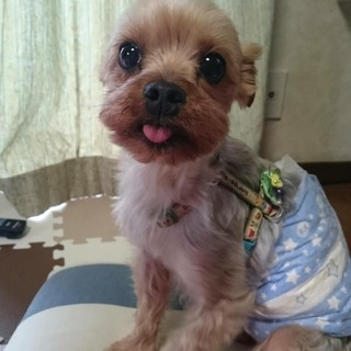 飼育放棄された大人しいヨーキーの男の子　茶太郎です