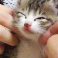 まだ決まってません