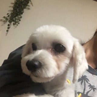 マルチーズの豆花(トーファ)ちゃん