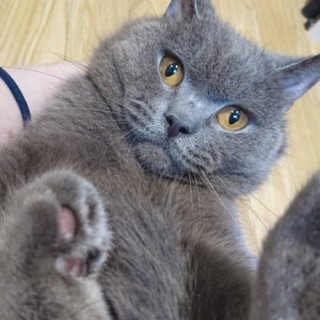 ブリティッシュホールドのブリくん