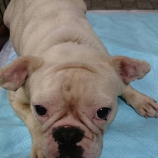 フレンチブルドッグのパーリ(ブブ)ちゃん