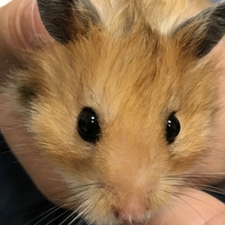 「飼い主の体調管理不足」サムネイル2