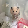 パキラ8