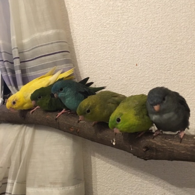 aomidoriのカバー写真