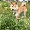 柴犬の里親募集