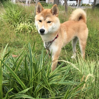 柴犬の里親募集