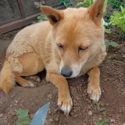 耕した畑に・・・。