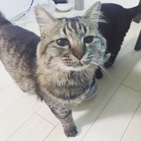 コト