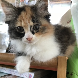 可愛いふわふわ三毛ちゃんです！
