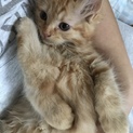 ふわふわ茶トラのイケ猫くんです！