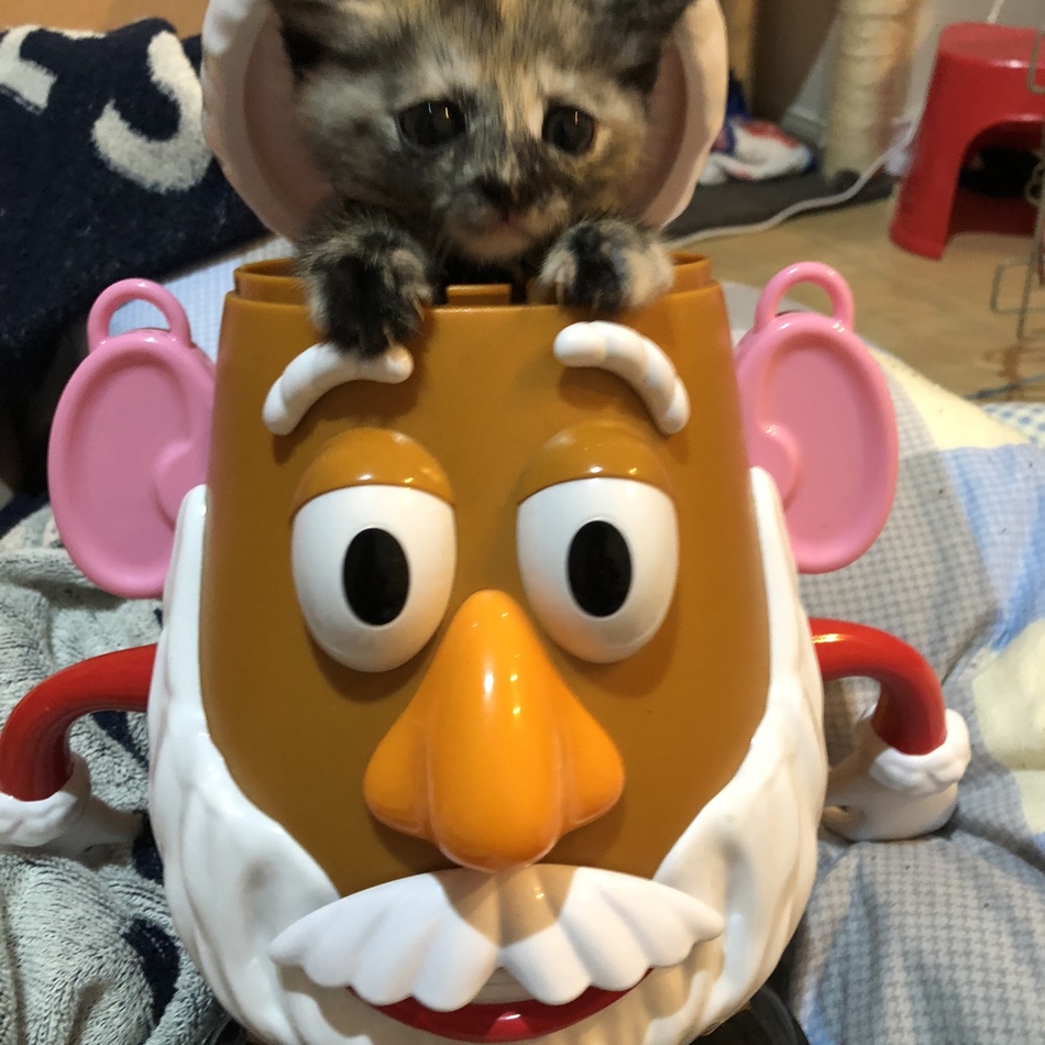 ふくちゃんのカバー写真