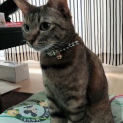 子猫が怖い…