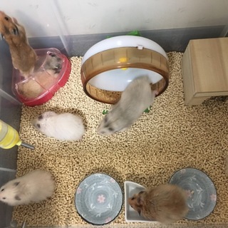 ハムスターの子供