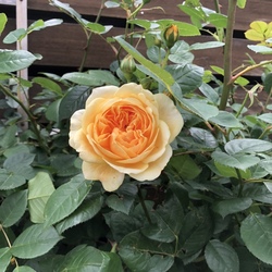 「心配して頂いて…」サムネイル1