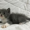 生後一カ月　グレー白の男の子！ サムネイル2
