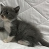 生後一カ月　グレー白の男の子！ サムネイル3