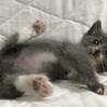 生後一カ月　グレー白の男の子！ サムネイル4