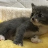 生後一カ月　グレー白の男の子！ サムネイル6