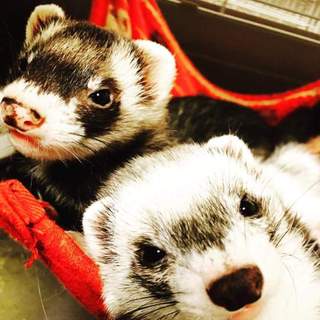 仲の良い2匹です