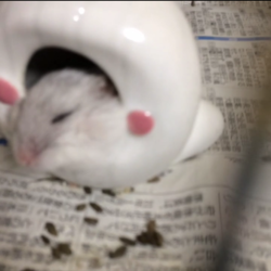 「お久しぶりペットログ」サムネイル2