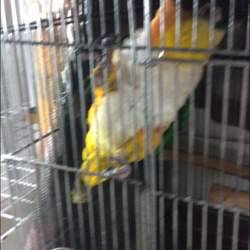 「お久しぶりペットログ」サムネイル3