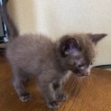 子猫の里親募集します