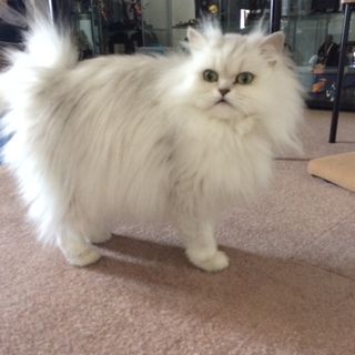 チンチラシルバー　メス　大人しい娘です。