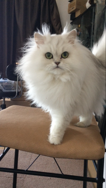 チンチラシルバー フレーム(Mサイズ) ペルシャ猫 チンチラシルバー