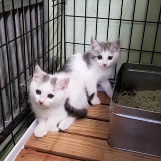 里親様決定❤  ありがとうございました