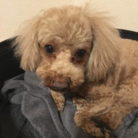 ティー