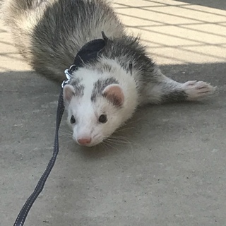 フェレット里親募集 