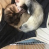 フェレット里親募集  サムネイル2