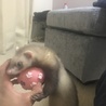 フェレット里親募集  サムネイル3