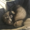 フェレット里親募集  サムネイル4