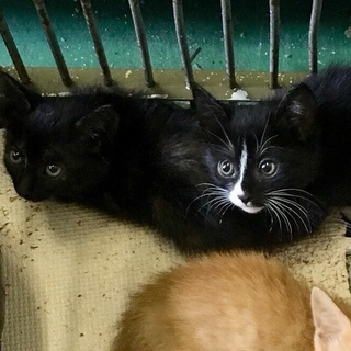 幼い仔猫たちが収容されています