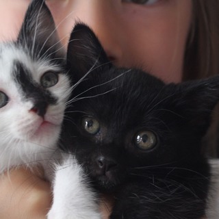 生後約２ヶ月、姉弟２匹での募集です