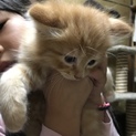 もふもふの茶トラくんです！